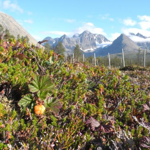 Gef&uuml;hrte Wanderungen in den Lyngen Alpen